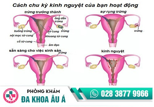 Tại sao phải giữ cho chu kỳ kinh nguyệt luôn đều đặn?
